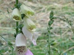 Come funziona il riconoscimento delle impronte digitali