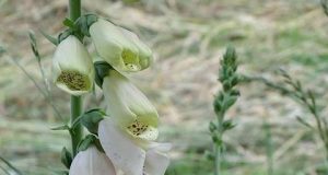 Come funziona il riconoscimento delle impronte digitali