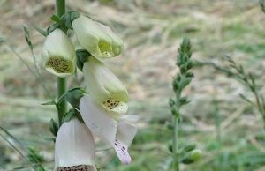 Come funziona il riconoscimento delle impronte digitali