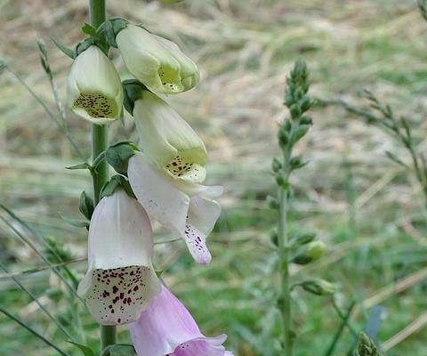 Come funziona il riconoscimento delle impronte digitali