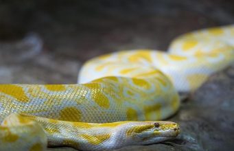 La storia di Python: perché è il linguaggio più usato