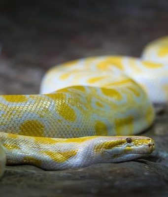 La storia di Python: perché è il linguaggio più usato La storia di Python: perché è il linguaggio più usato