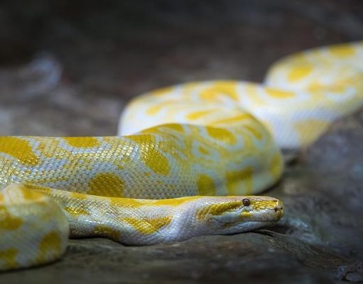 La storia di Python: perché è il linguaggio più usato