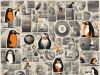 Linux Ubuntu: perché ha reso accessibile il mondo open source
